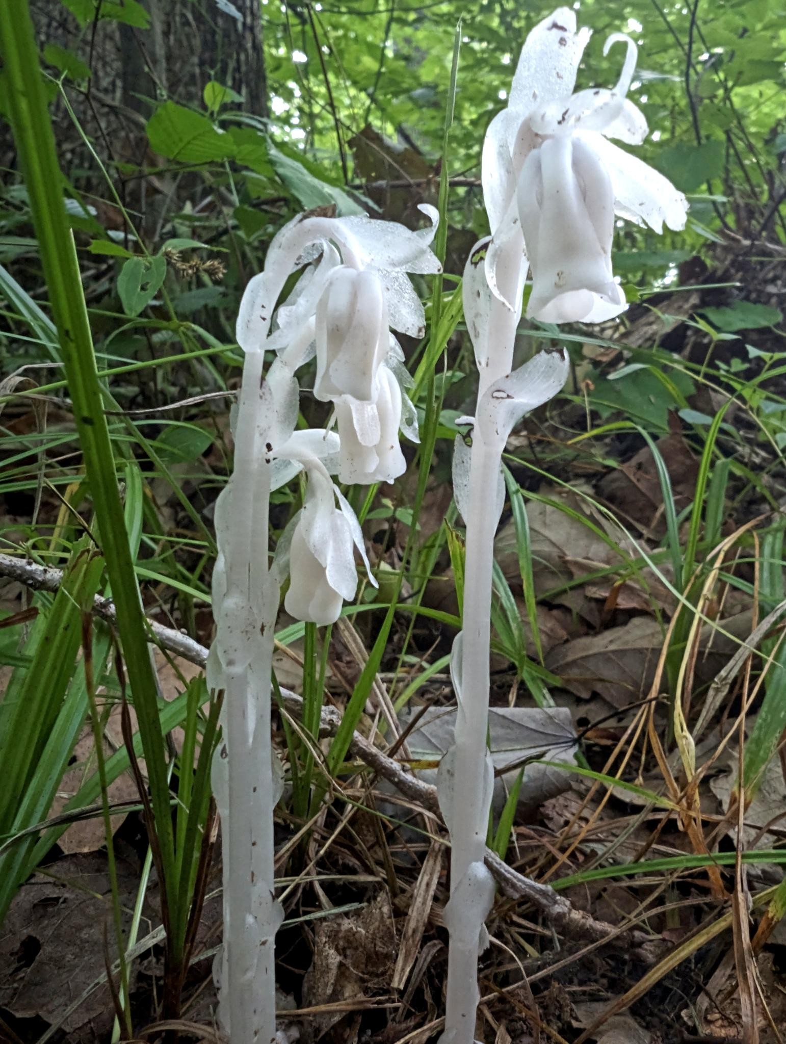 A plant called Ghost Pipe! This plant is white (no chlorophyll) and grows in shoots that curve downwards at the top, ending with white bell-shaped five petal flowers. This particular plant had four shoots/flowers growing in a cluster and was about 6 inches tall. This plant is parasitic and steals nutrients from the roots of other plants.