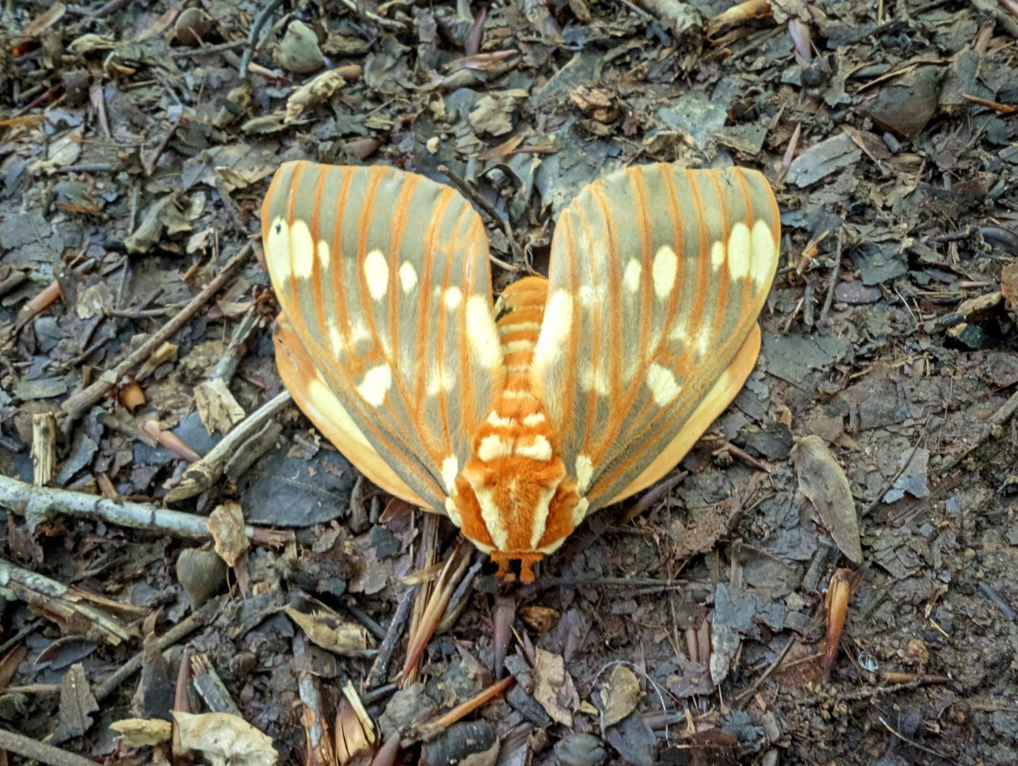 A shot looking at the head and body of a gorgeous regal moth. This guy was about 3-4 inches long and is orange and white. Its head is very fuzzy and its wings have orange veins and several distinctive white spots. The caterpillars of this moth are called hickory horned devils, and they're some of the coolest caterpillars I've ever seen!