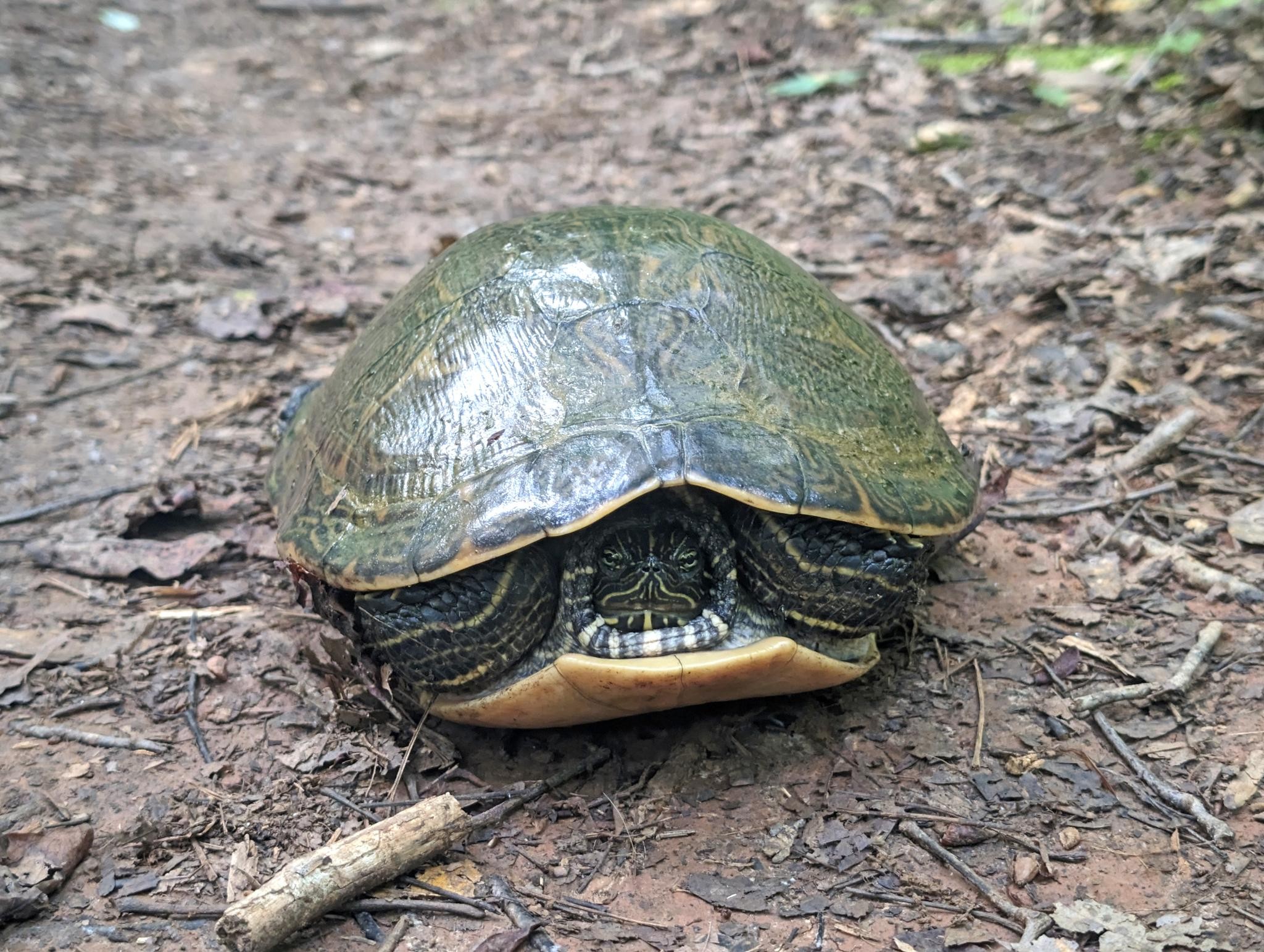 A shot of an beautiful turtle looking at the camera. She was nearly a foot long (!!!) and has beautiful yellow markings on her face, neck, and legs. Her shell is fairly flat but has a beautiful muted pattern on it. I believe it's a female (based on size) chicken turtle, but I've asked iNaturalist for confirmation.