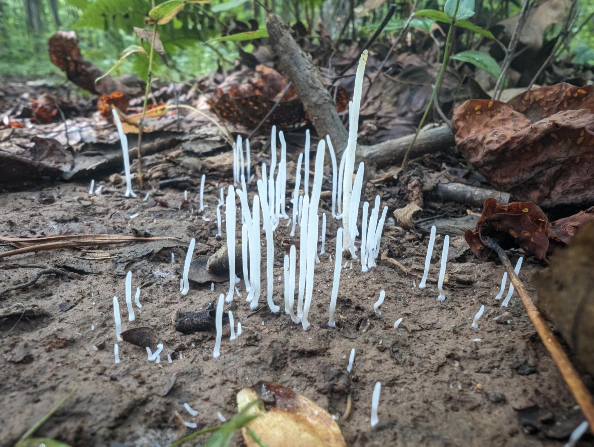 A white mushroom called fairy fingers. This mushroom looks like small unbent fingers, with a couple of dozen tubular mushrooms shooting out of the ground. The tallest was only a few inches tall, so this one is just starting out.
