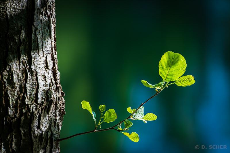 New, small, developing leaves on a thin, young branch growing from a gnarled trunk. The sunlight gives them a bright green color and reveals their veins.
The background bokeh is dark green with touches of dark blue.
