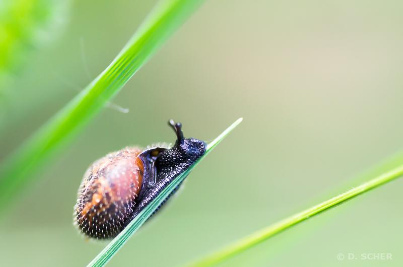Closeup of a tiny black snail with a spiky shell, perched at the end of a blade of grass.