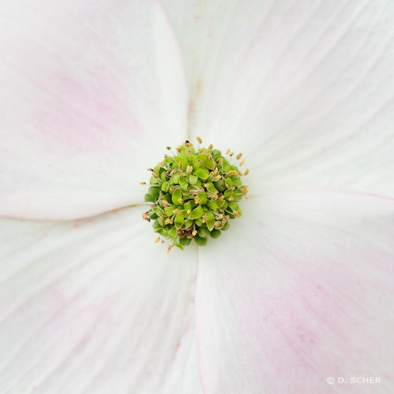 Green cluster of dogwood flowers at the center of four soft pink bracts.
