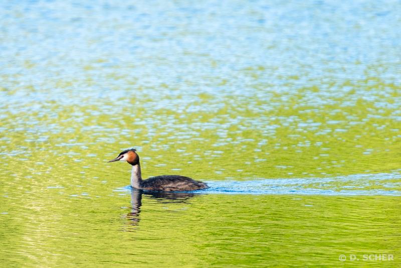 Pond's surface reflecting both the blue of the sky in the upper third of the photo and the green of the shoreline vegetation in the lower third. Thanks to the small undulations of the surface, the transition from blue to green reflections is made gradually by a subtle blending of the two colors in the central band. 
A great crested grebe swims in the all-green lower band, leaving an unexpected and wonderful blue trail in its wake.
