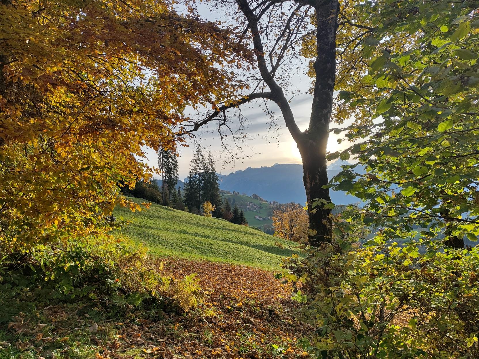 Peek through some trees towards the sun. The fall colours of the leaves light up.