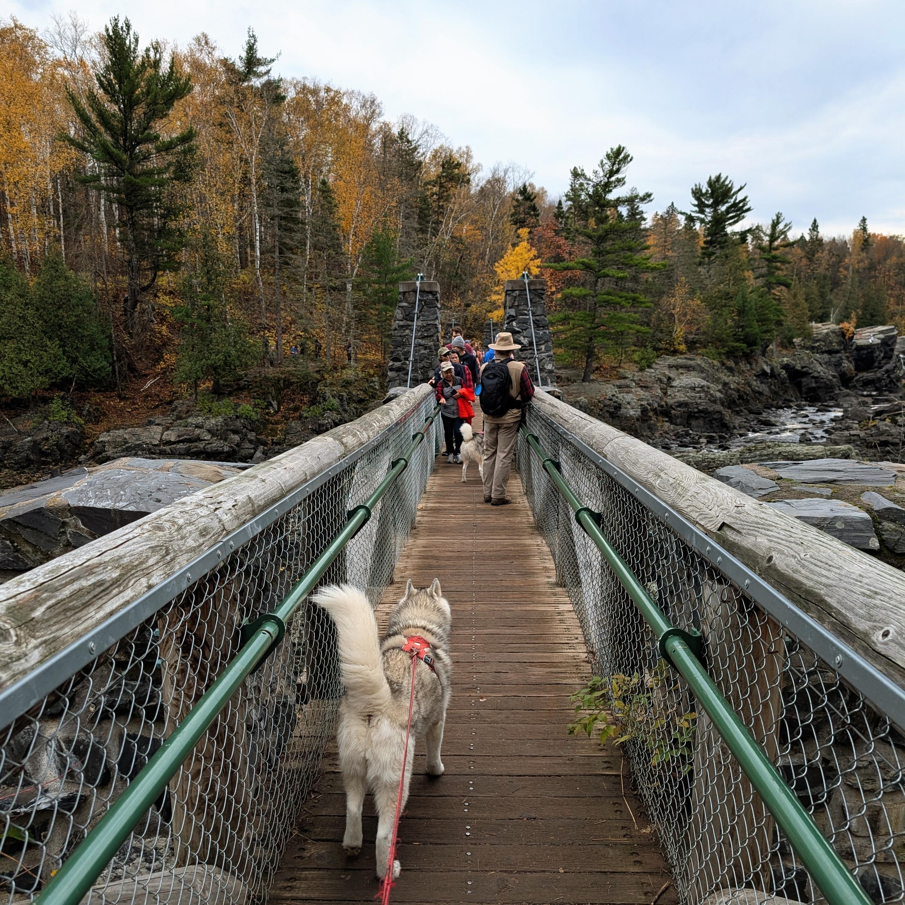 Looking down the suspension bridge which has a wooden hand railing above a metal pipe inner railing and chain link to keep children from falling into the river below. Jeff leads the way with Tonttu towards the far shore, while people crowd and lean to try to make room for one another. Zeena follows, leading the photographer.