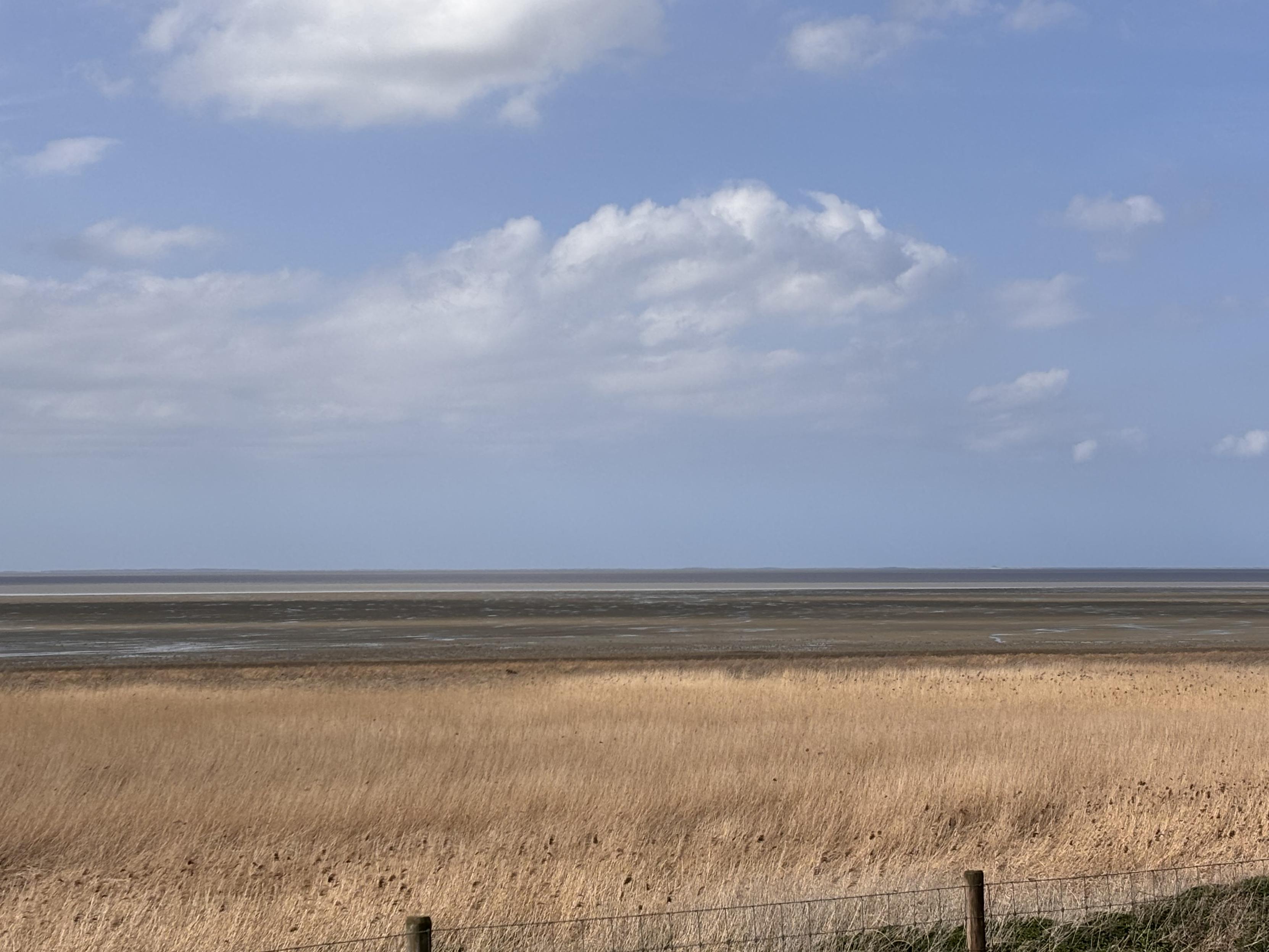 The view over the mudflats in the north of the Netherlands. There are reeds in hte foreground with the mudflats and the sea beyond in the distance. The sky is blue with fluffy white clouds.