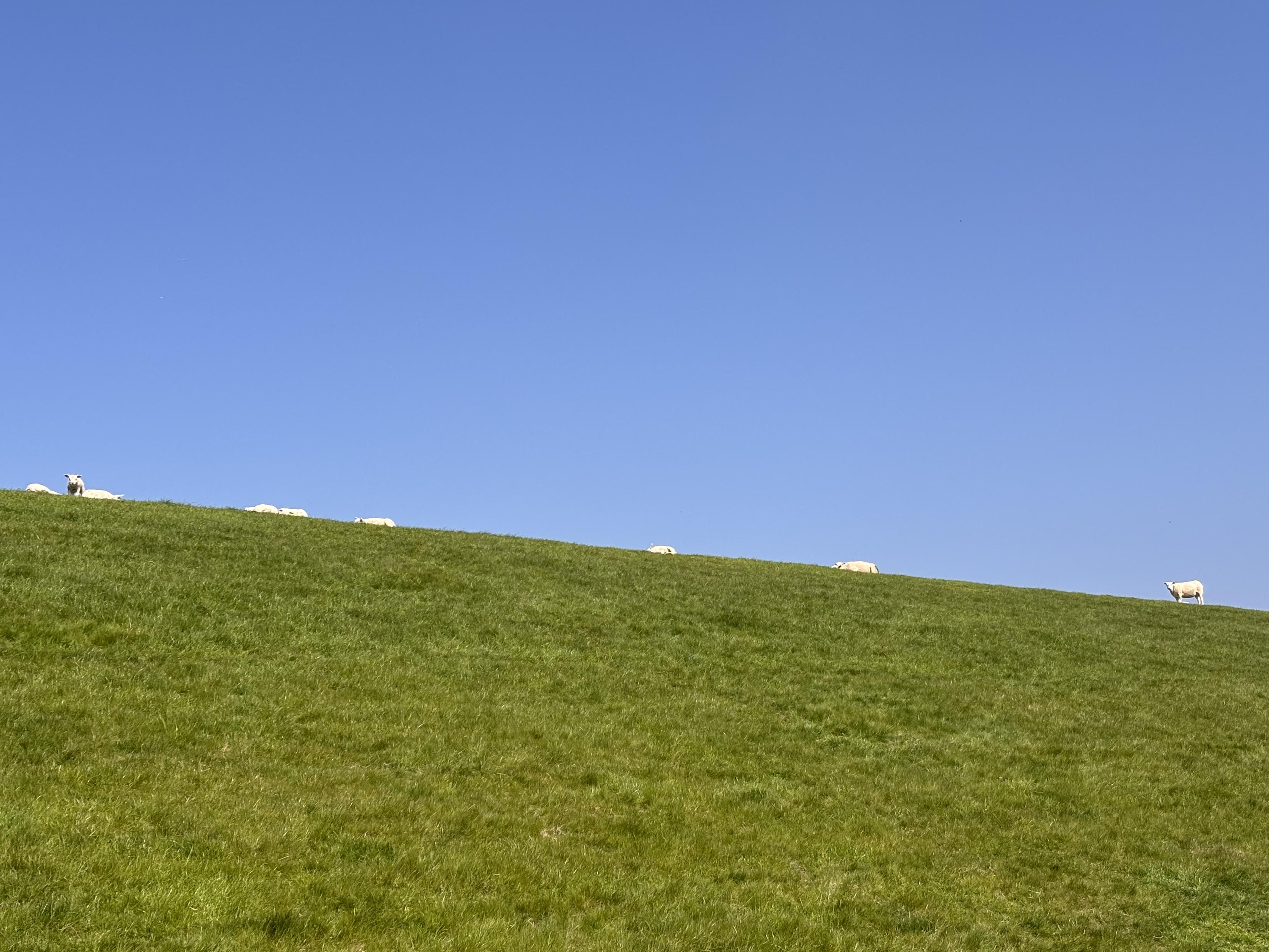 The top half of the picture is a stark blue sky, the bottom half is a slope of green grass and just where the two intersect are white sheep.