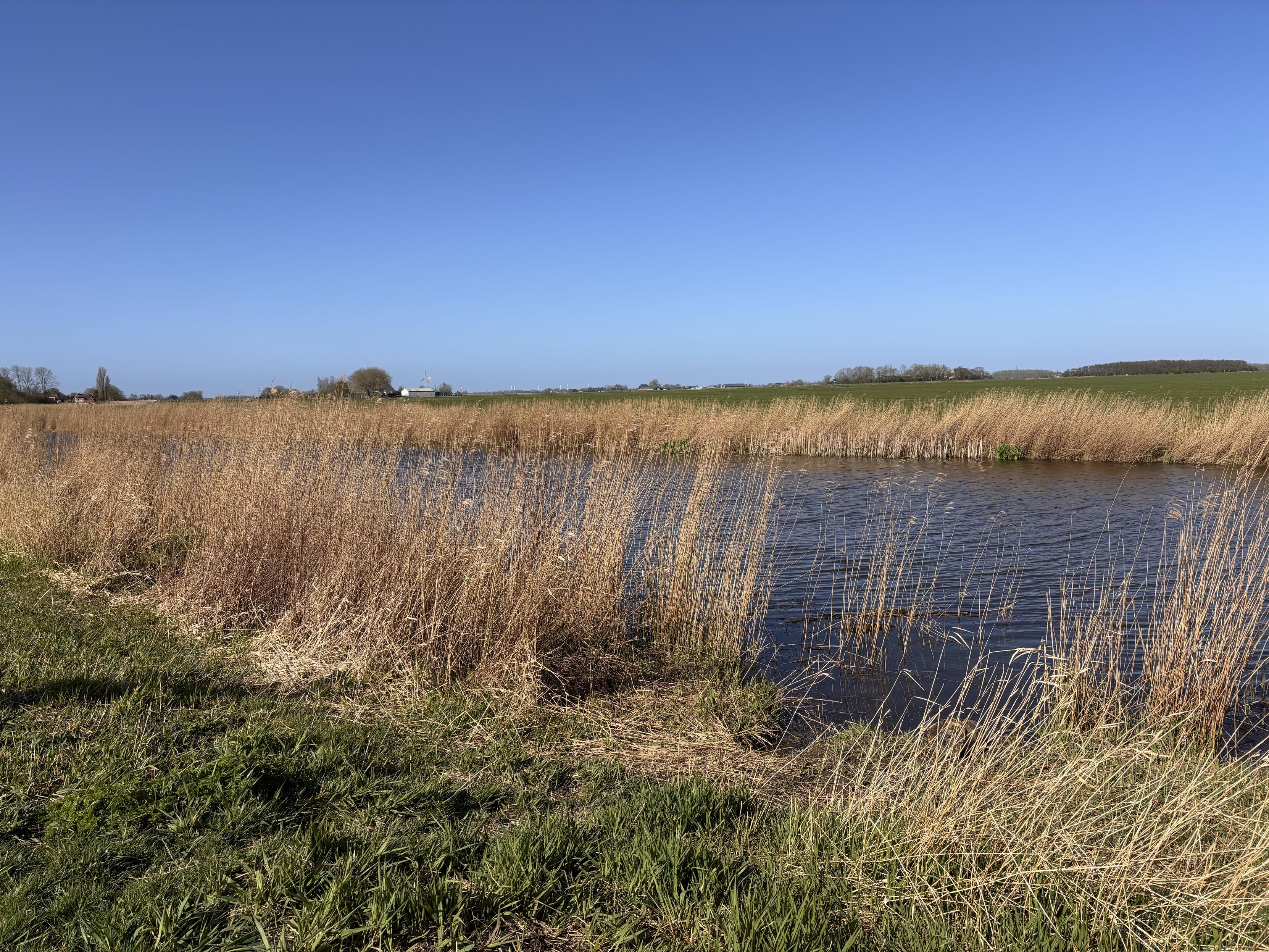 Blue sky, a broad canal and reeds along the banks of the canal.