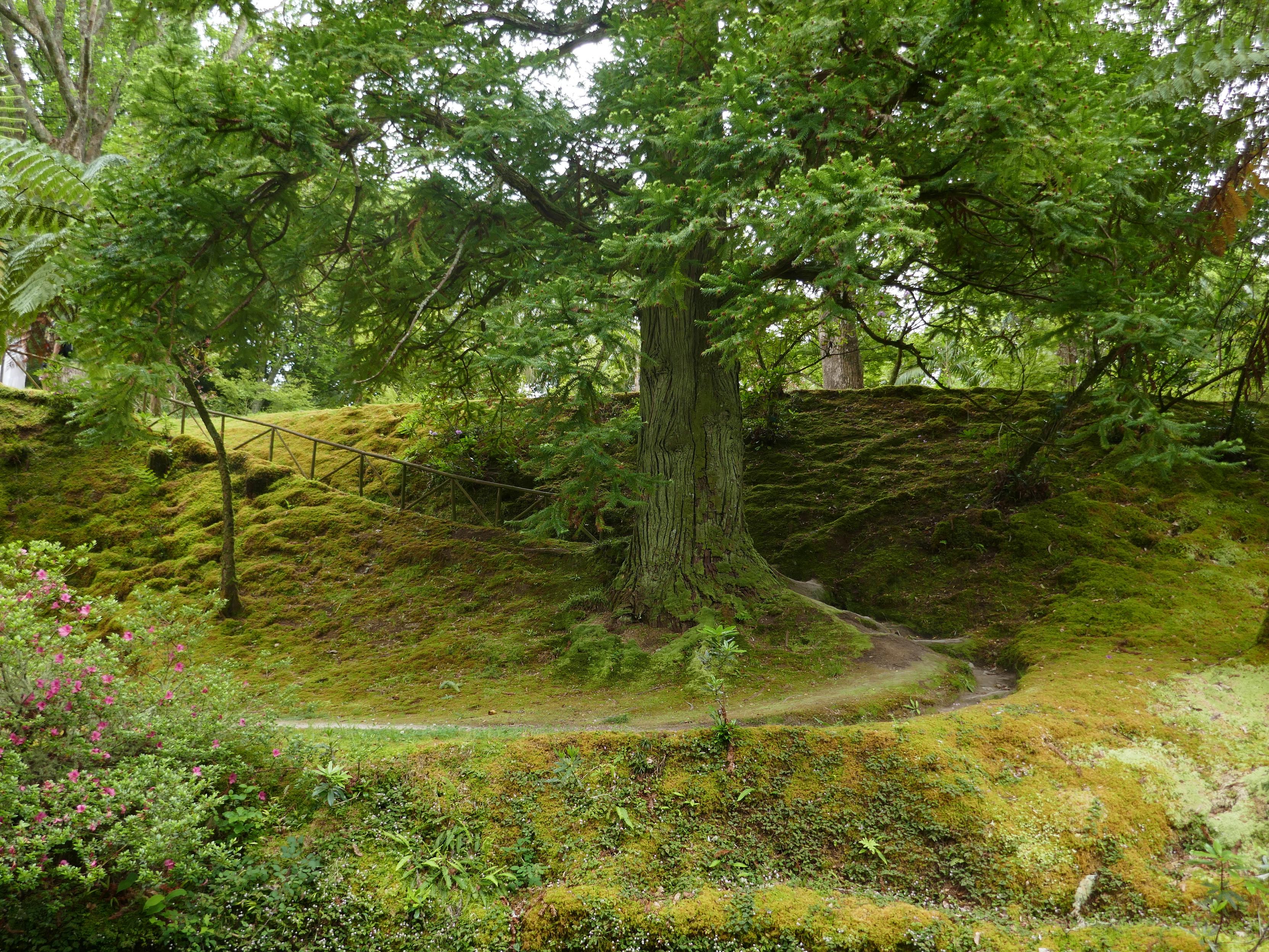 A big tree with a thick trunk in a very mossy serene landscape. A trail winds around the tree up a slope.