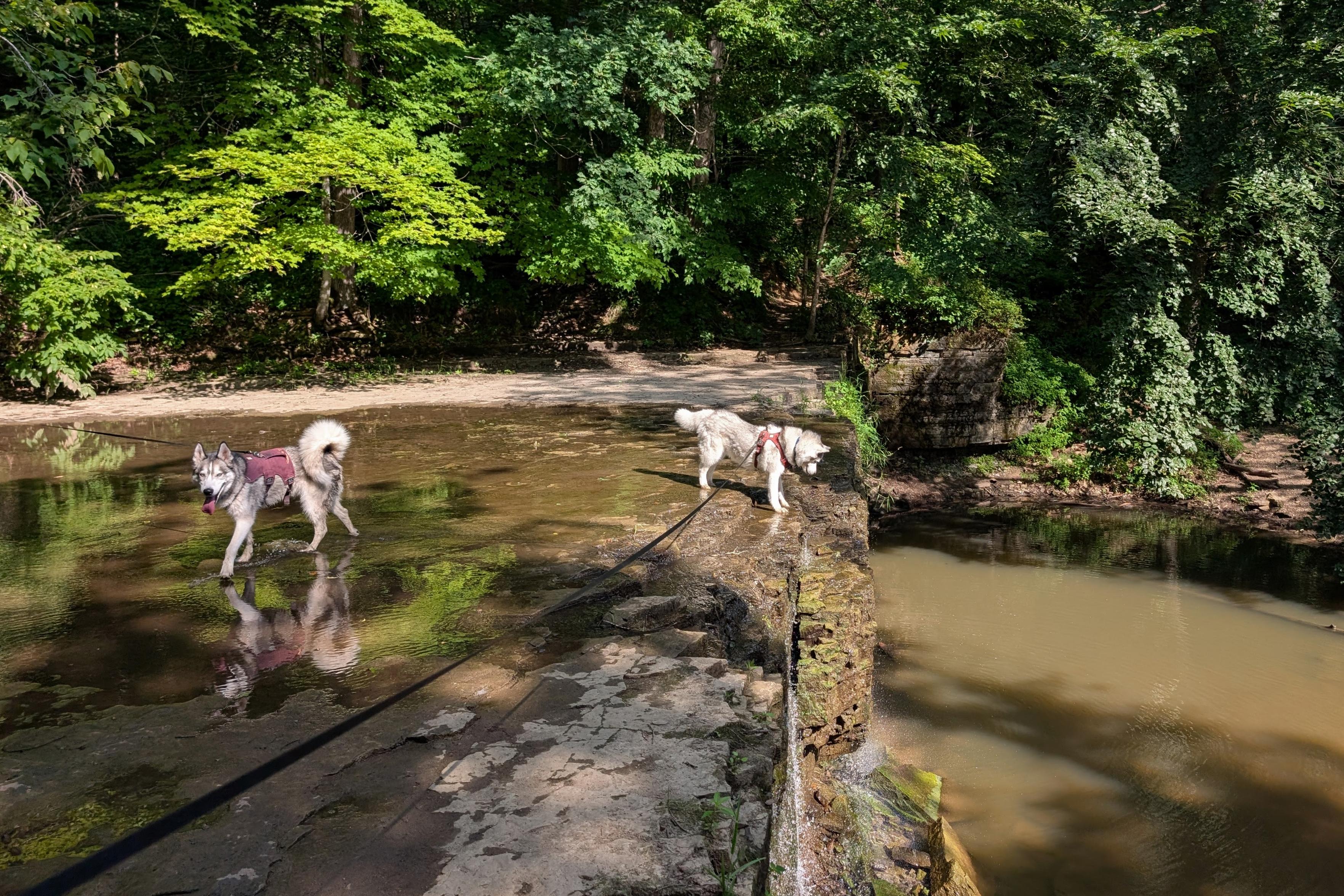 Two huskies investigate shallow water above a waterfall. The bedrock creates a flat shelf over which the water flows in a thin surface, then drops over a sharp line straight down to a pool below. Husky Zeena stands at the edge in full sun, looking down, while Tonttu investigates the shallows in the shade. The surrounding trees cast shade over much of the scene, except the middle of the stream and some clumps of branches and leaves that shine green on the far side.