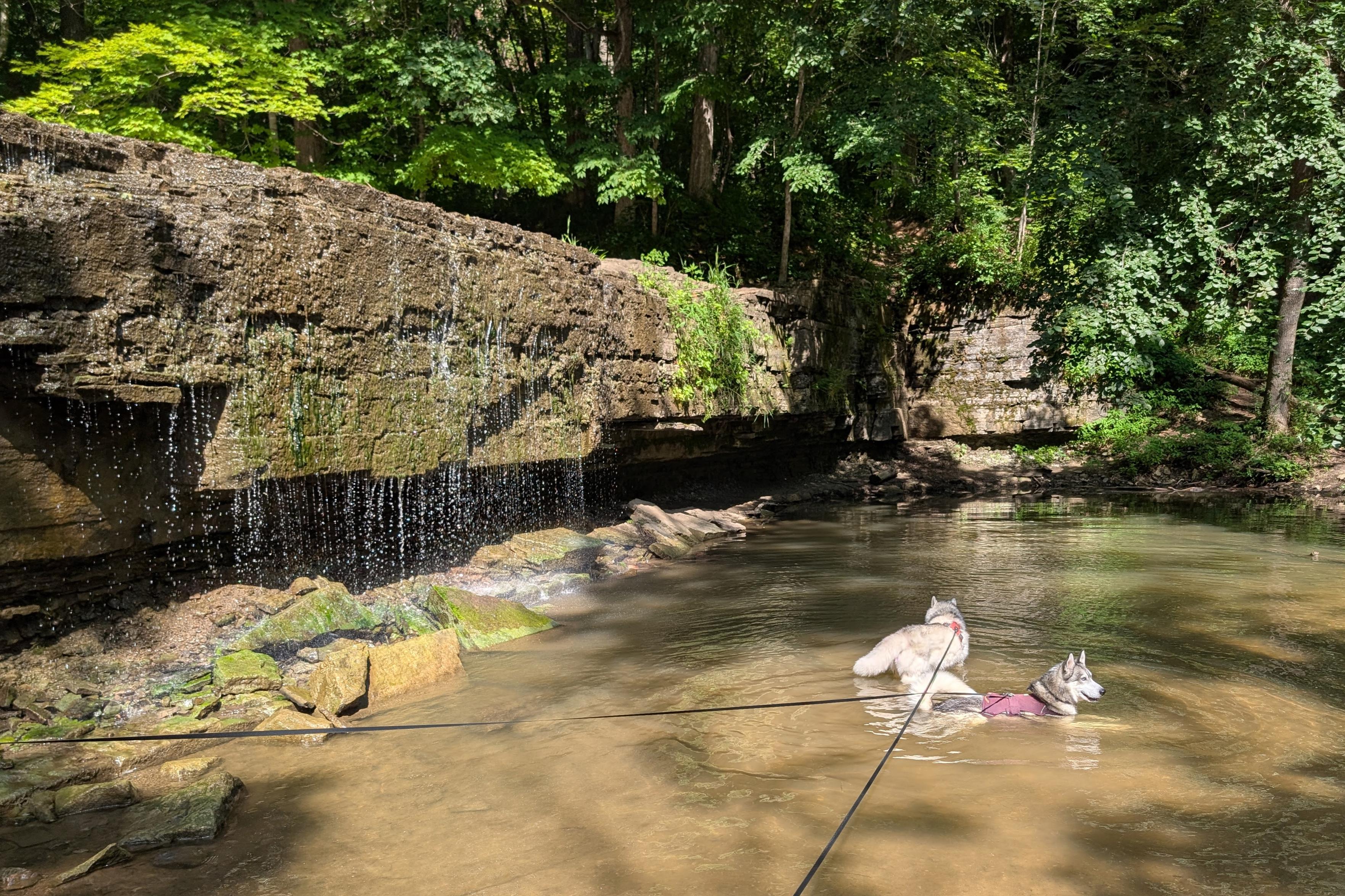 Huskies Tonttu and Zeena enjoy the pool at the base of the falls they were standing above in the previous post. A flat and straight wall of rock forms the falls, with an undercut at the base creating a dark mysterious cavern. Water trickles over the middle in a lacy sheet that falls on mossy rocks below. Further down, ferns and plants on the vertical face shine in the sun before the cliff disappears into shadow at the far end. Sunlight shines through to the pool in the middle of the scene, and causes bits of the scene on either side to pop in brightness against the shade.