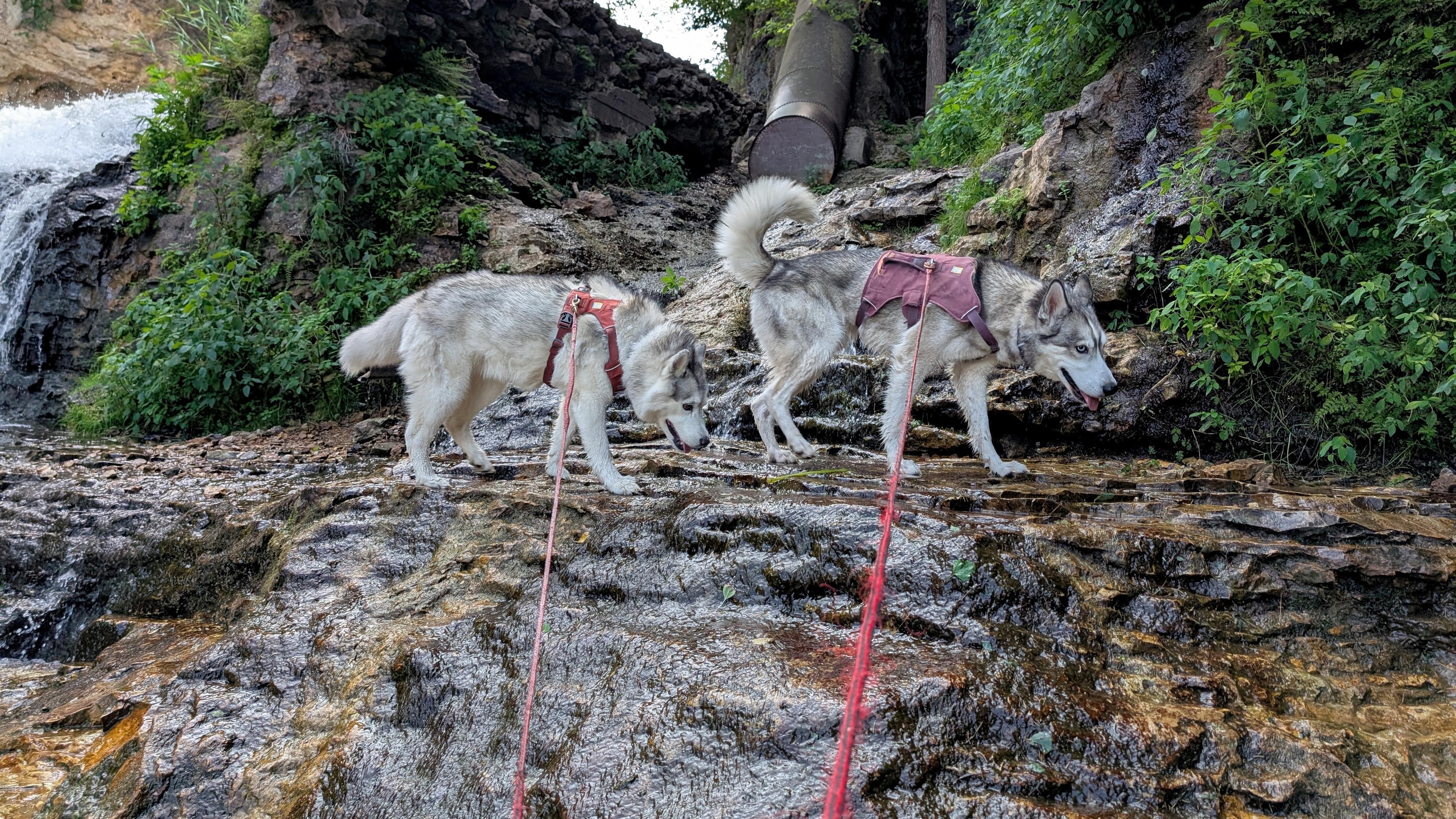 Tonttu leads Zeena across a narrow ledge in the midst of a slippery slope on the side of the falls, slick with a sheet of water and brown mossy growth underneath. Plants grow on the steep slope above, through which a cut holds a big pipe, walled off at the bottom, some form of old, disused hydropower.