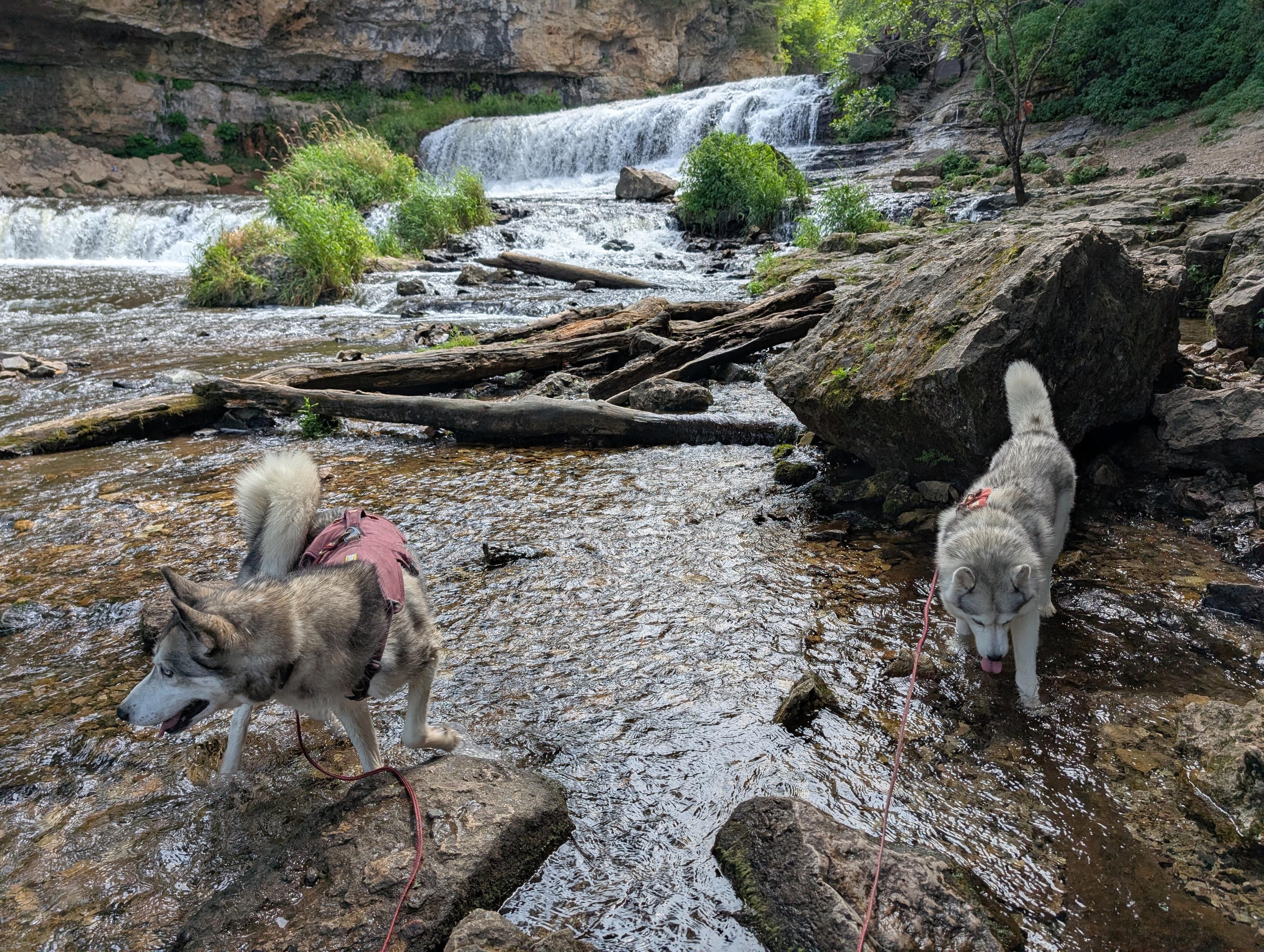 Huskies Zeena and Tonttu explore a rippling pool on the side of a medium sized river that's cutting its way through rocky cliffs. Behind them is the main falls, a wide shelf over which water tumbles in a frothy spray, with smaller shelves further down on the left. The pool on the side is bordered by a large boulder, a jumble of driftwood and rocks in the middle of the flow covered in green grass and other vegetation.