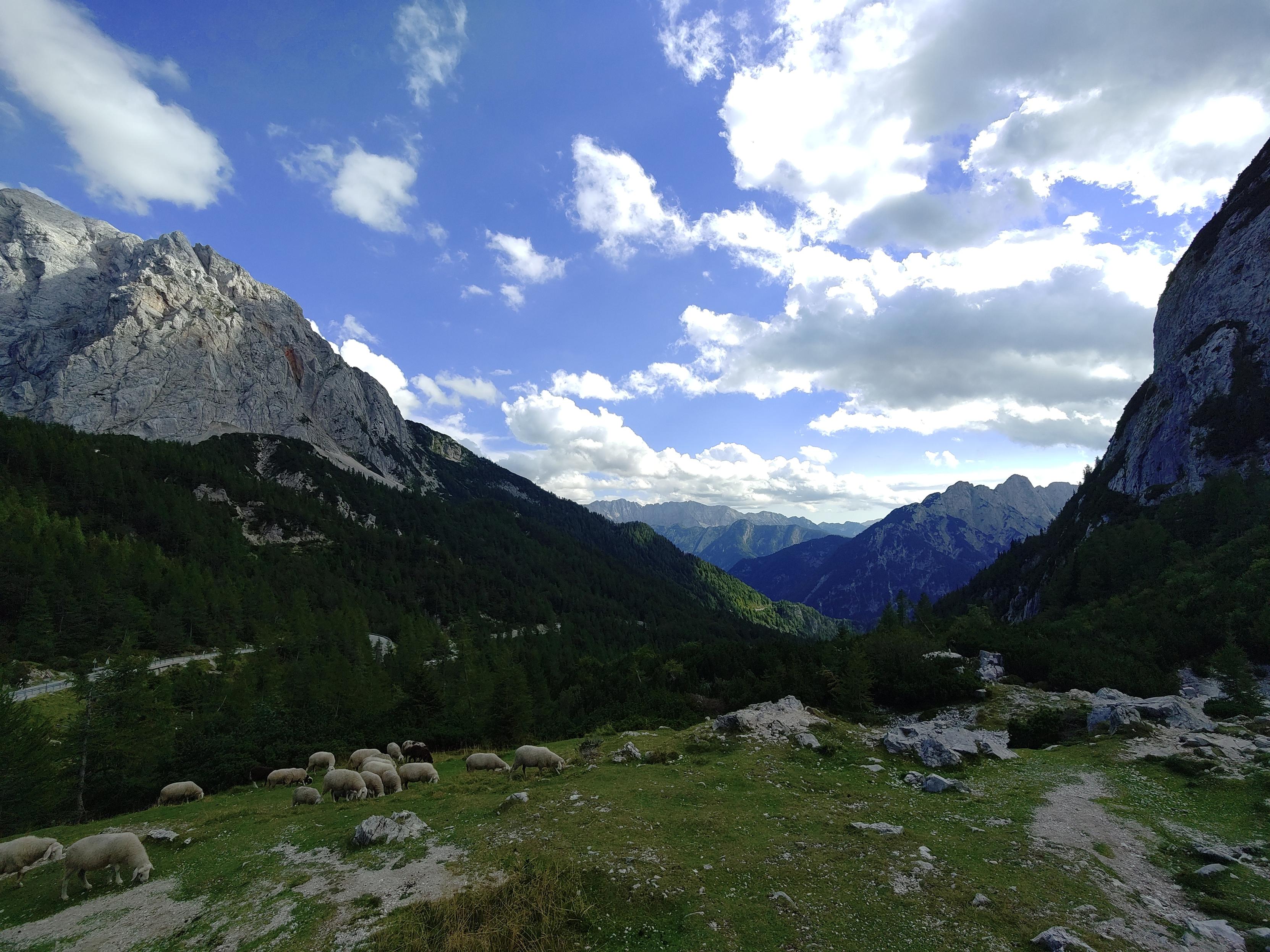 Mountain view with sheep on a meadow