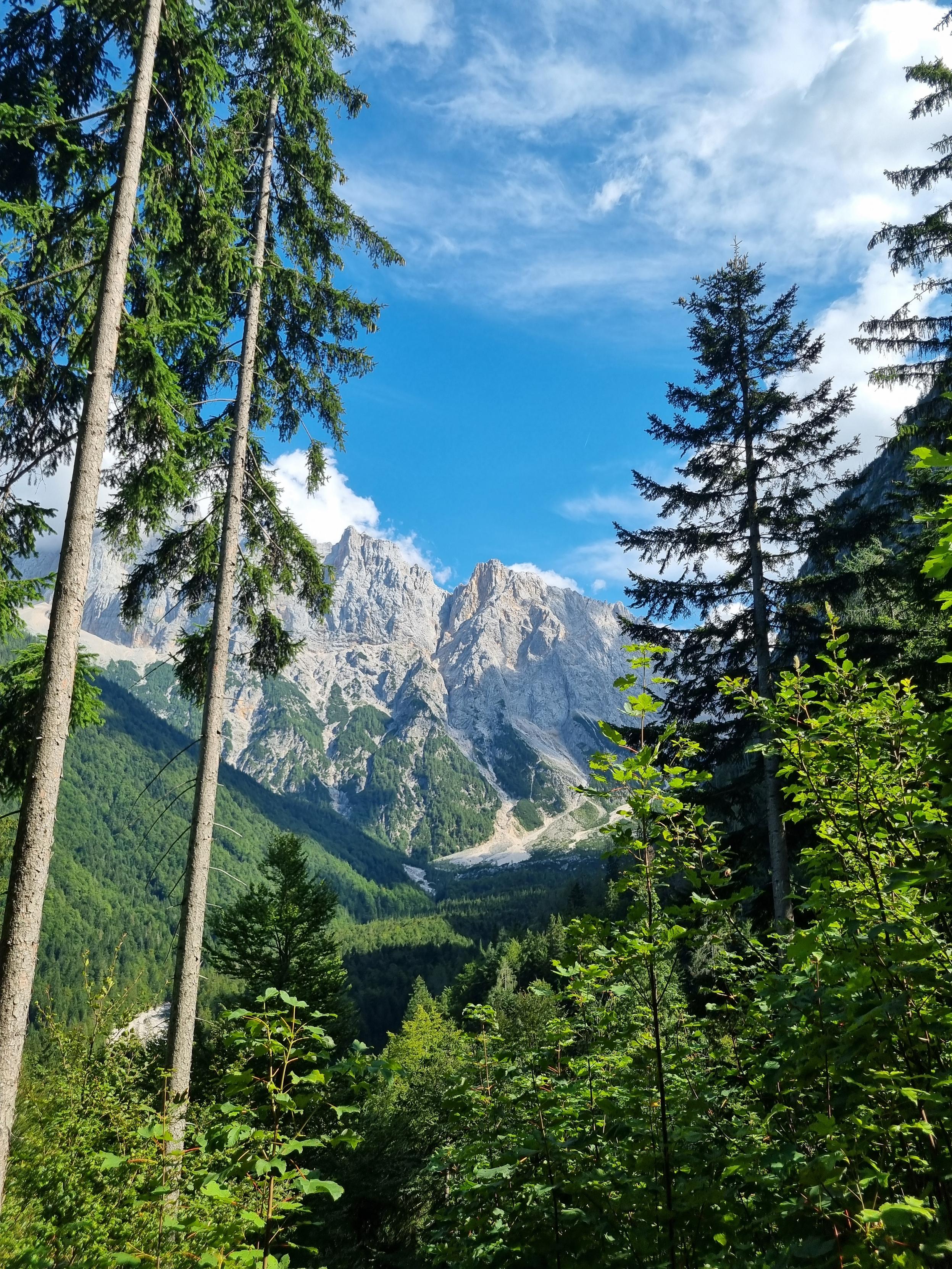Trees in front of mountainrange