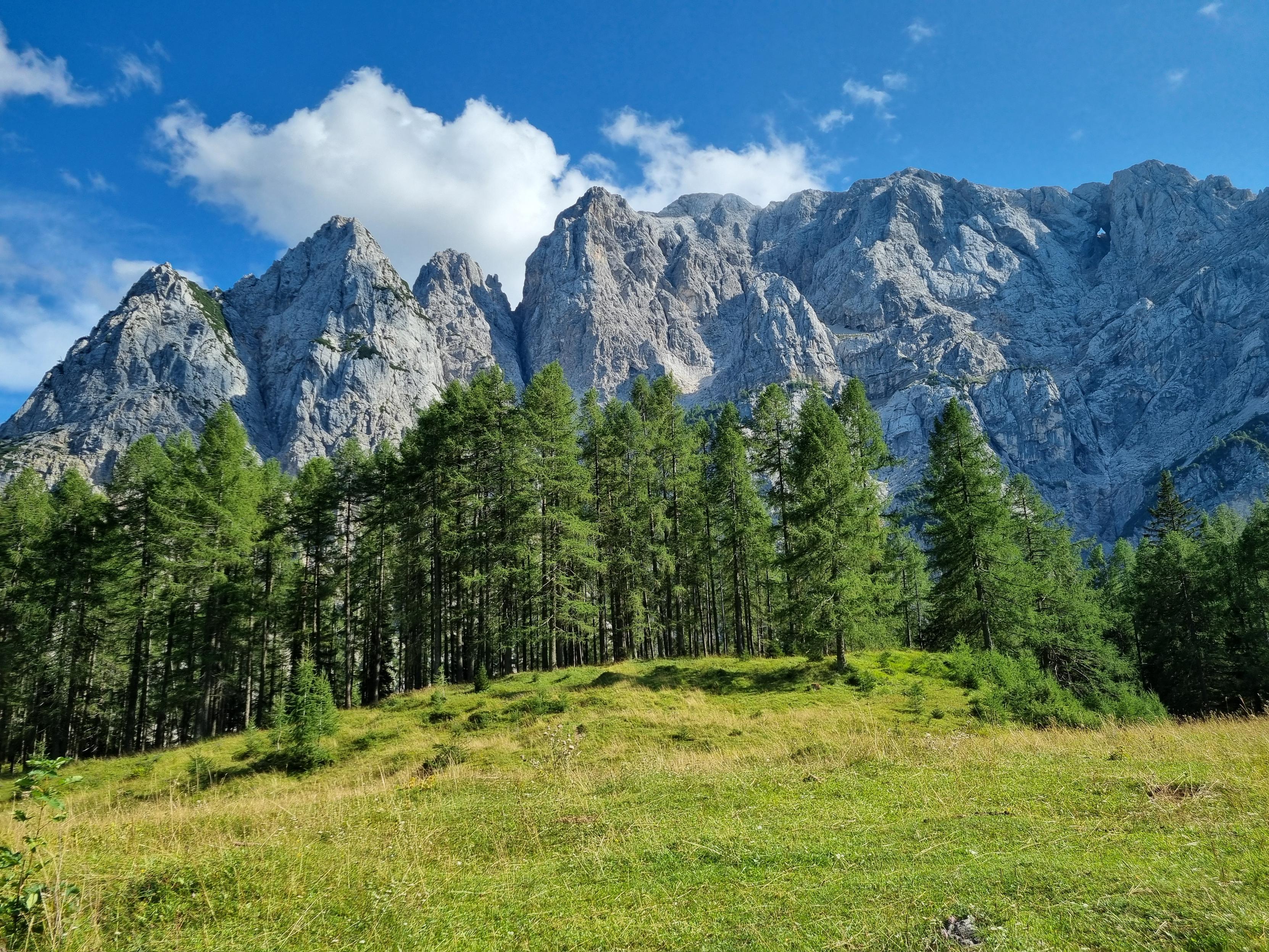 Trees in front of a mountainrange
