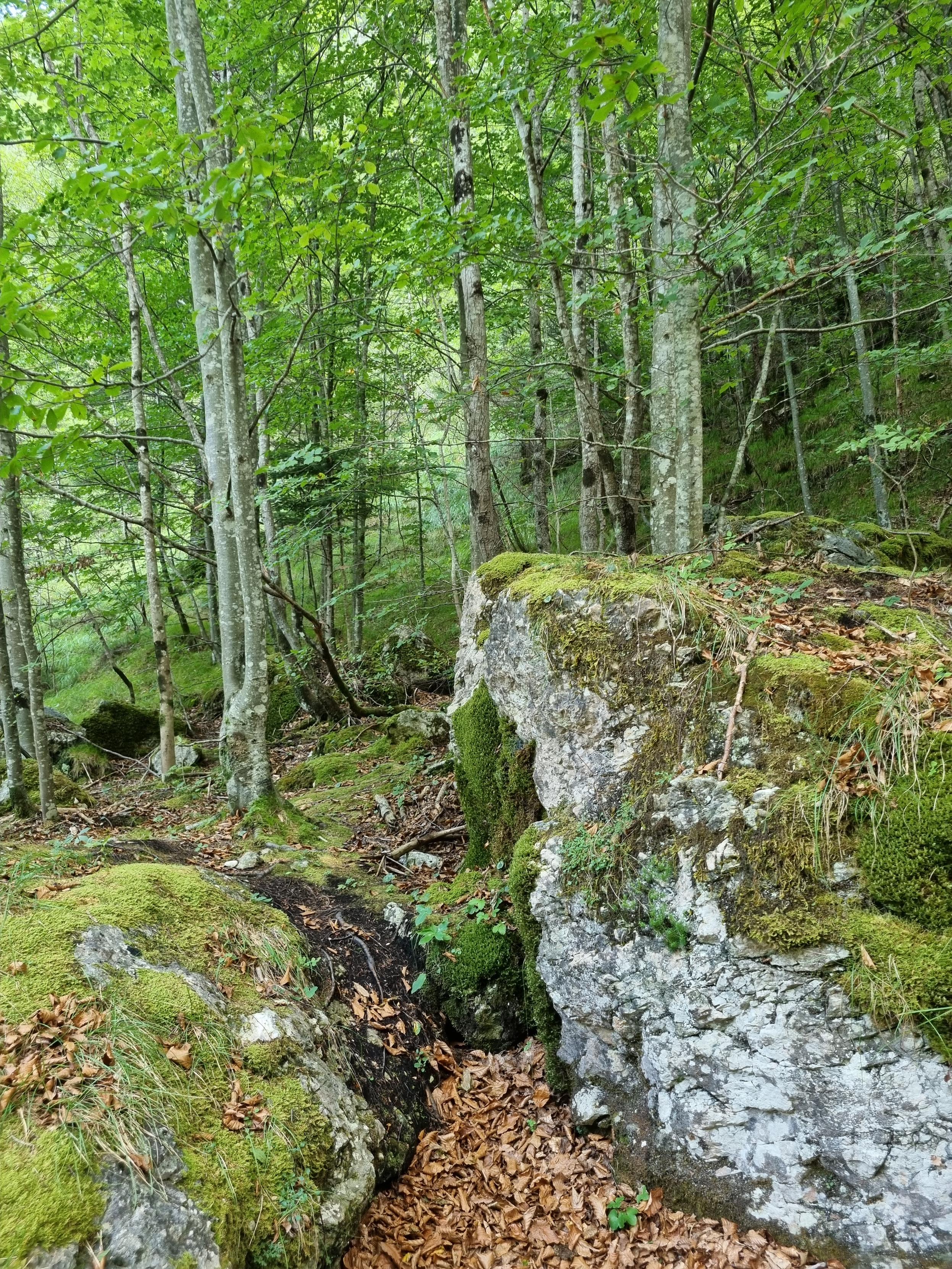 Moss on rocks in a forest