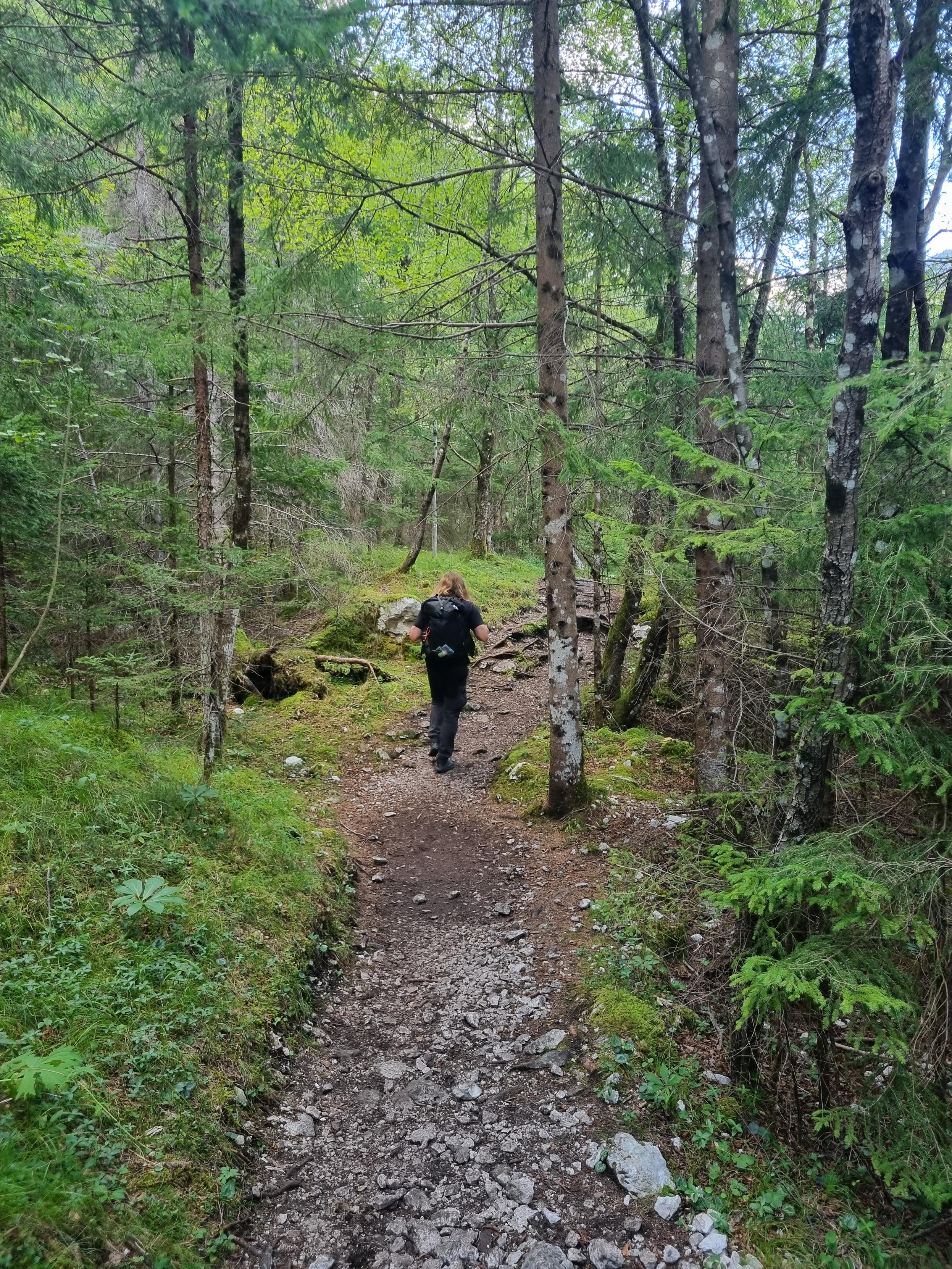 Hiker in a forest