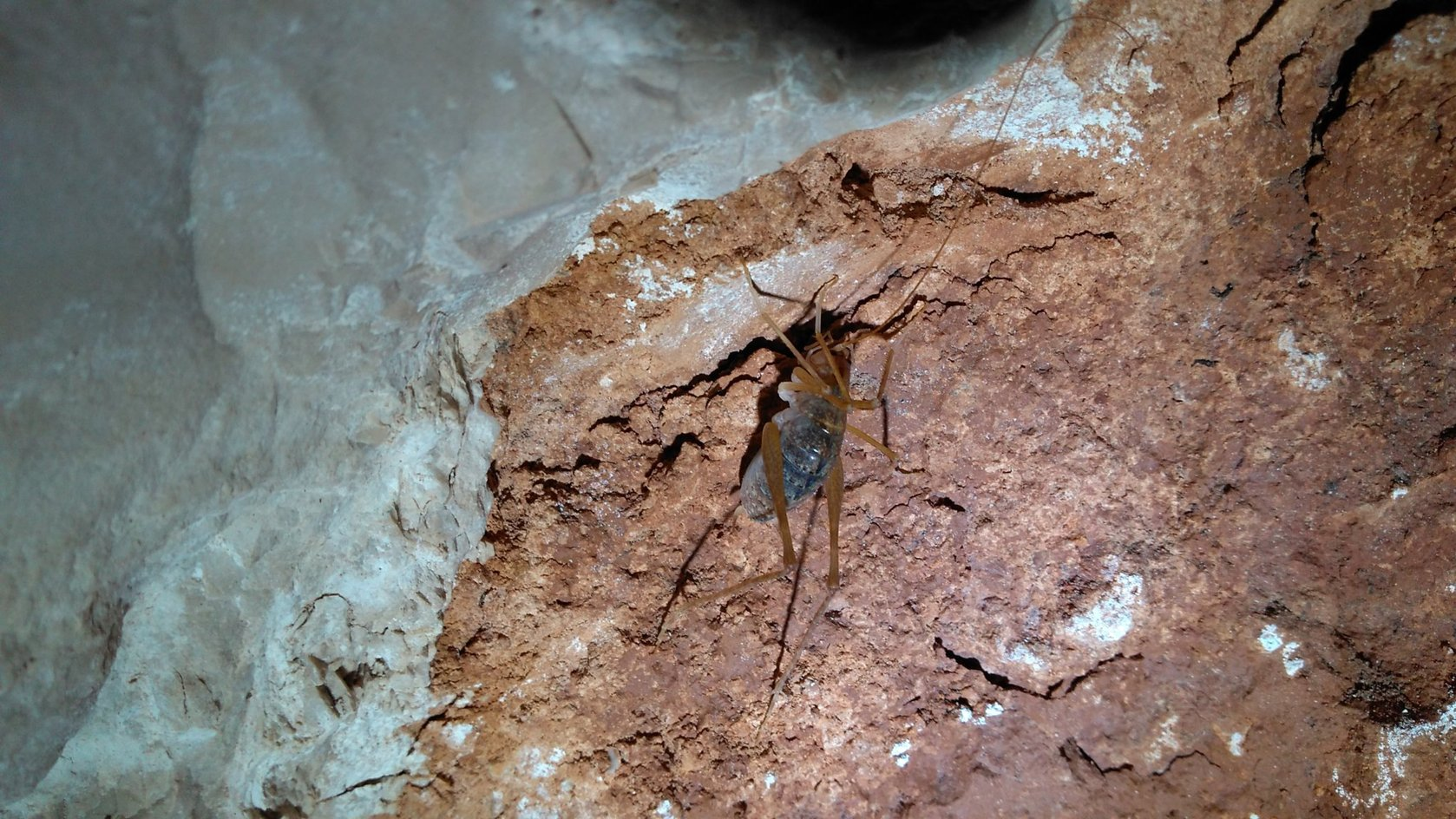 A troglobitic cave cricket (Dolichopoda sp.) navigating the darkness of an Apulian cave. Its wingless body, along with vastly elongated legs and antennae, represents a classic evolutionary adaptation to subterranean life.
