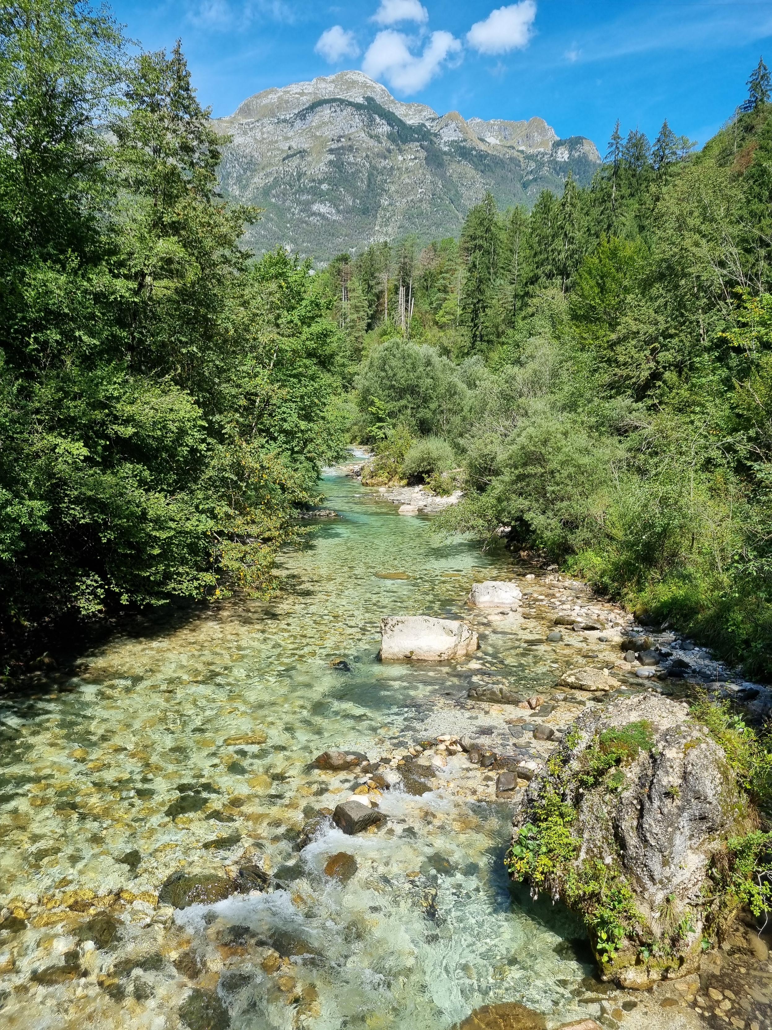 River in a forest and mountain in the background