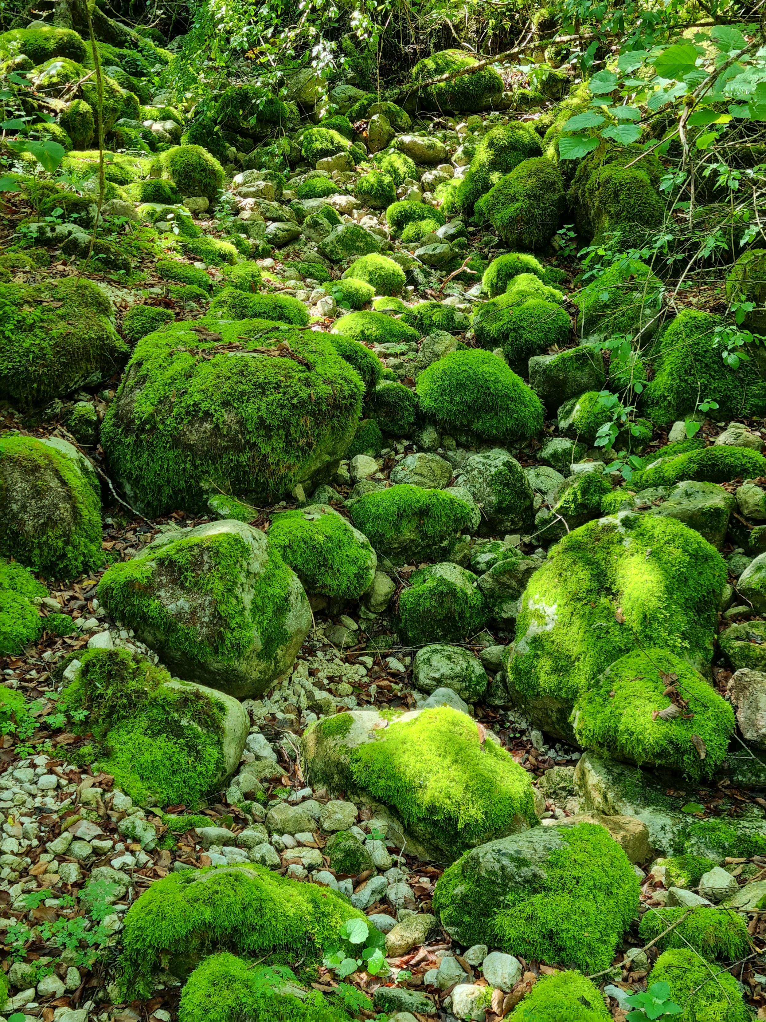 Stones covered in moss