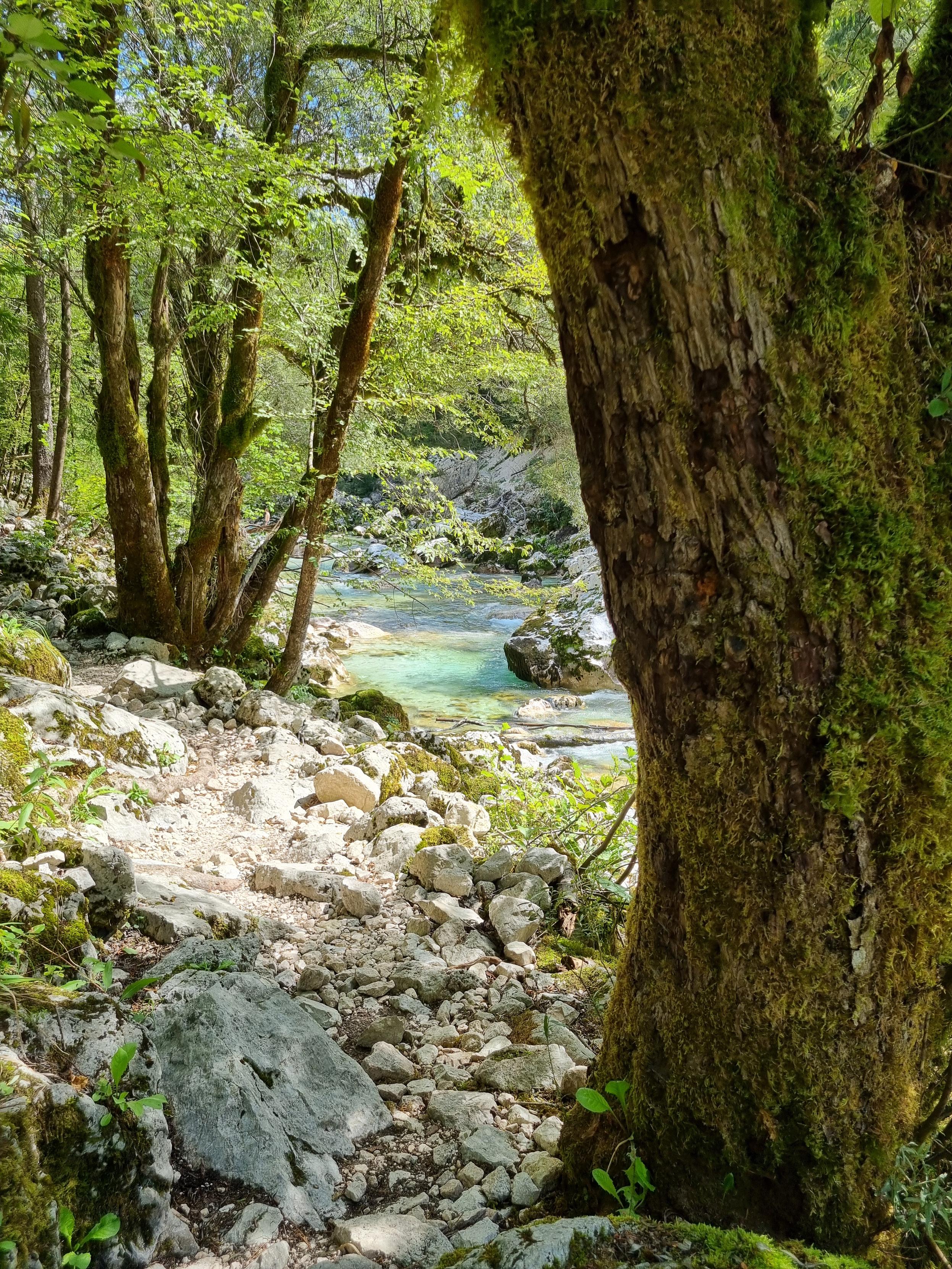Trail and trees close to a river