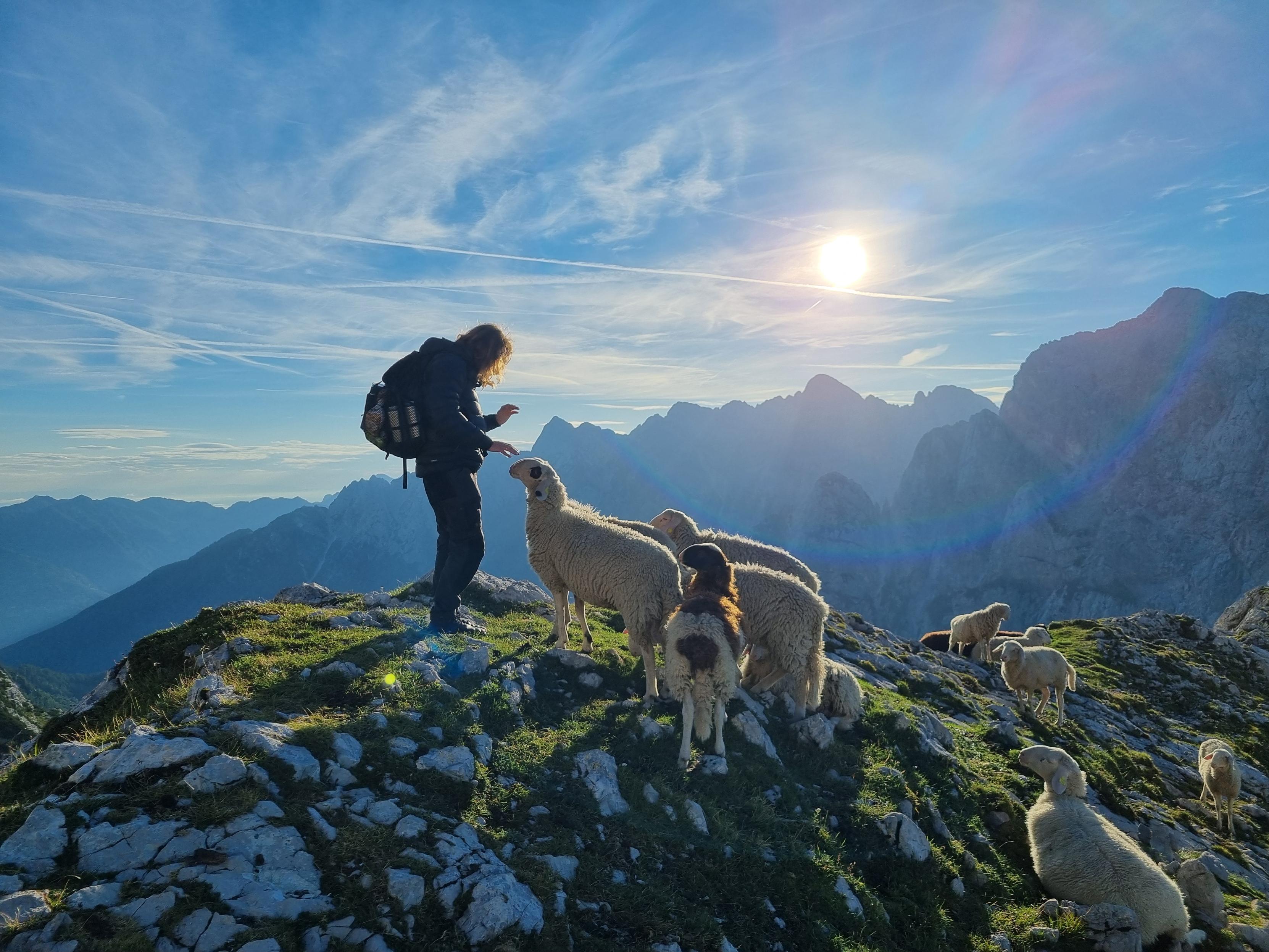 Person with sheep on a Mountain