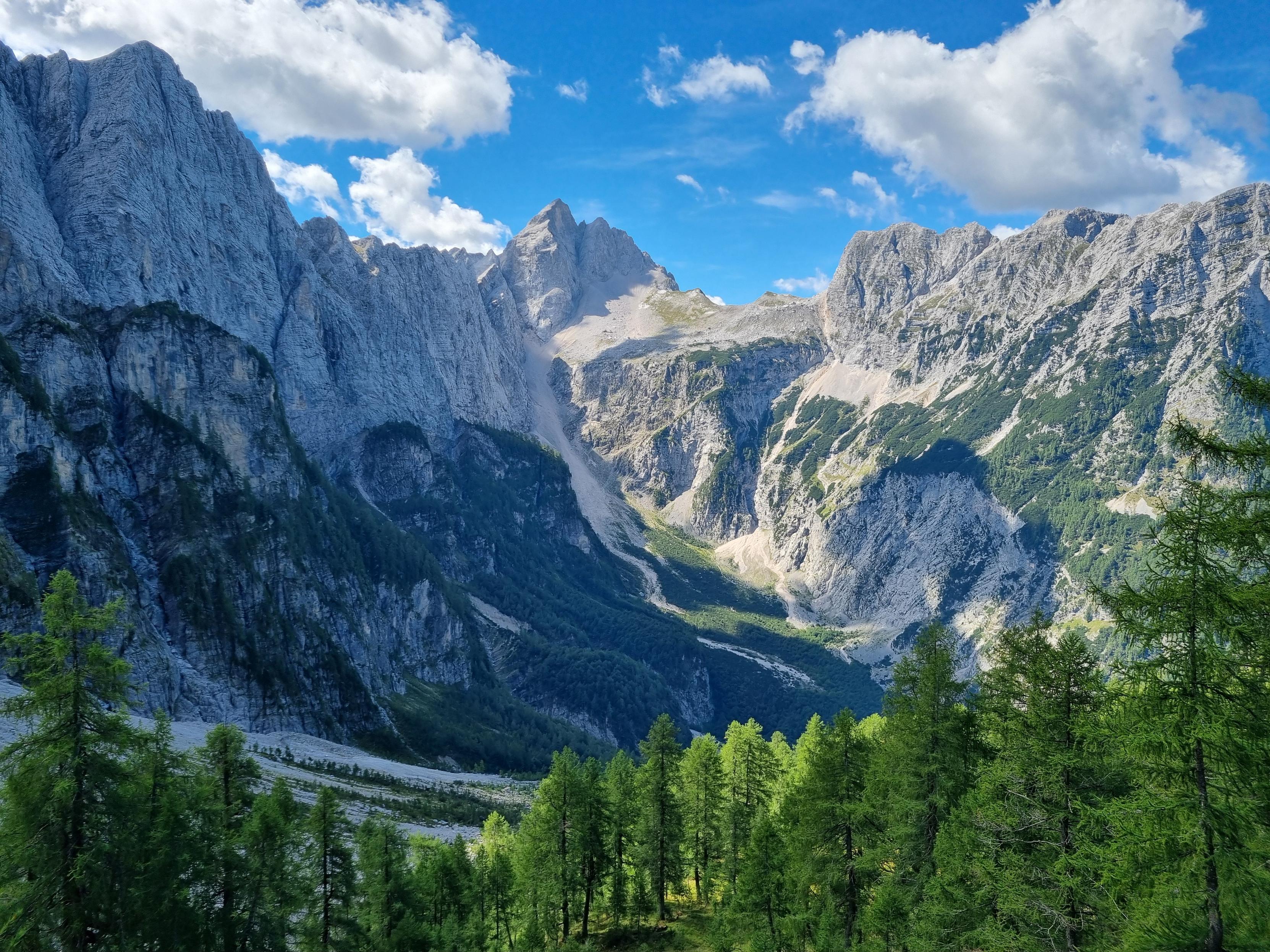 Forest in front of mountains
