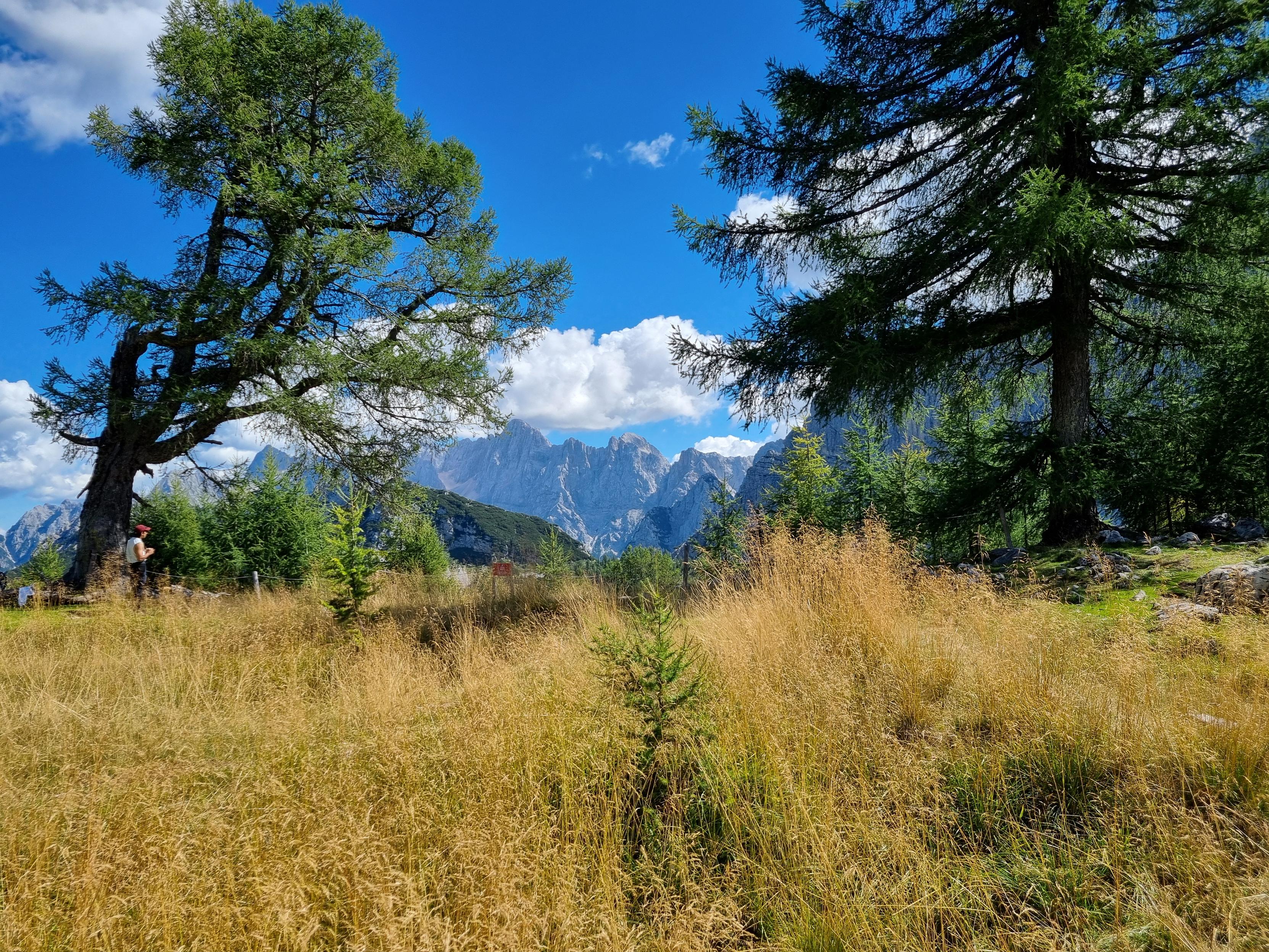 Dry meadow  and trees in front of mountains